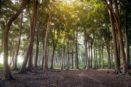 Beautiful lush forest. Havelock island Andaman and Nicobar Islands. Tall trees in sunlight. Amazing trees of the Jurassic period. Huge tropical trees, exactly the same as grew in the time of dinosaursの写真素材