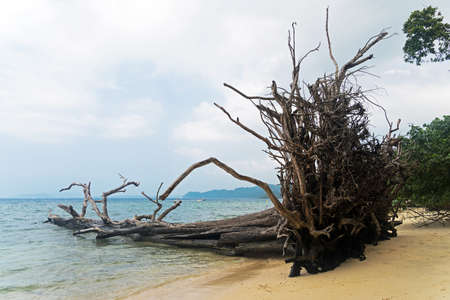 Fallen tree trunks and driftwood at the Elephant Beach at Havelock Island, Andaman Nicobar Islands,...