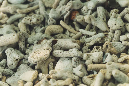 View of white coral, use as background.の写真素材