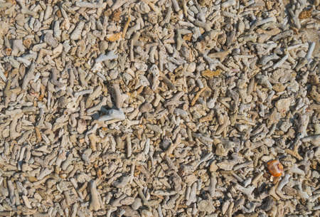 Coral beach background texture. Coral beach on the background of the sea landscape with blue sky and turquoise water.の写真素材