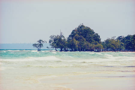 mangrove thickets in the water. Foliage on a tropical beach.の写真素材