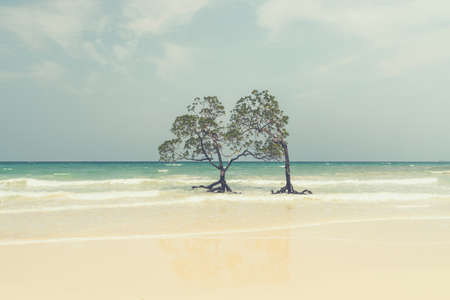 lonely mangrove tree in clay, retro style. Beautiful mangrove trees with lush deciduous crown in the sea water on a clean beach on the background of the sea and cloudy sky. Uninhabited Andaman island.の写真素材