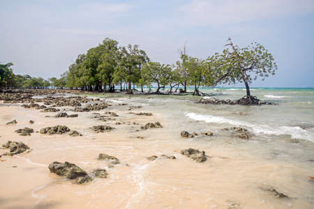 Beautiful exotic trees against the sea landscape with blue clouds and turquoise water.の写真素材
