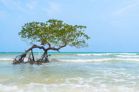 Tree in Paradise, Mangrove hanging over a beach. Caribbean, Cayo Sombrero, Venezuela.Tree in Paradise, Mangrove hanging over a beach. Caribbean, Cayo Sombrero, Venezuela.の写真素材
