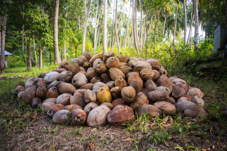 a bunch of fallen coconuts in a palm grove. Dry coconuts in the grassの写真素材