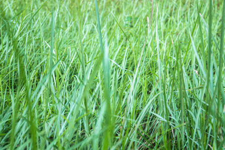 background of dew drops on bright green grass. Tall stems of green grass. Green texture. uncut, uncluttered lawnの写真素材