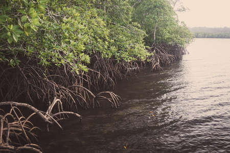 PALOLEM INDIA Mangroves, Nature in the backyard of Palolem in Goa in the morningの写真素材