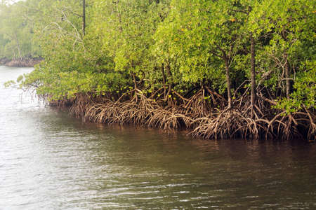 Mangrove forests with river and green tree. Andaman and Nicobar Islands. Mangrove roots with water....