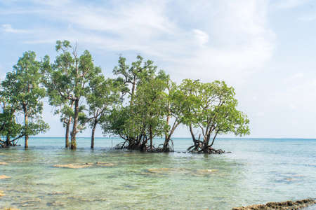 Mangrove forest in the tropical place. Beautiful wildlife scenery. Clear blue turquoise water, clear...