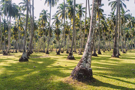 Park of coconut trees with long trunks. palm trees in tropical park. densely growing coconut trees in a tropical garden. exotic agricultureの写真素材