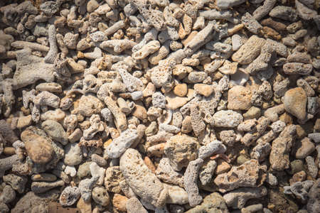 White and brown coral beach background textureの写真素材