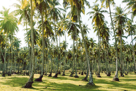 Lawn and palm trees island tenerife Loro Parque. densely growing coconut trees in a tropical garden. exotic agriculture. Long island. Andaman and Nicobar Islands India.の写真素材