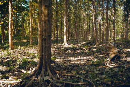 fairy tale fir tree forest. thick tree trunks in the woods. dried grass and fallen leaves on the...