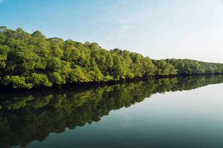 Landscape view, The large Mangrove forest in Thailand and beautiful reflection of many big mangroves, white cloud and clear blue sky on the river.の写真素材