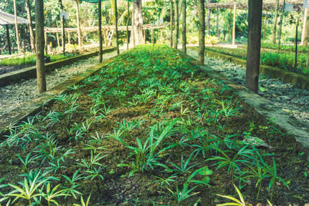 garden with green plants under a canopy. Agriculture in India. garden bed. vegetable, veggie, fruitsの写真素材