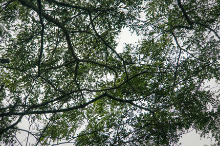 Detailed tree branches. Indian tropical trees with large branches and lush crown