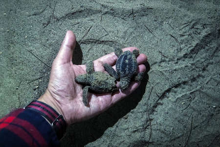 man with wooden bowl in hands take newborn turtles on hand, close up hands with turtles turtle sanctuary hatchery located on the beach.の写真素材
