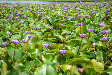 Lotus lilly flower - nature background. beautiful purple flower swamp Lily. port Blair Andaman and Nicobar Islands Indiaの写真素材