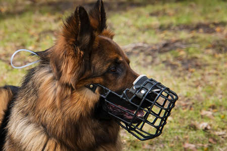 Dog with Muzzle portrait. dog, shepherd in a muzzle. Walking dogs in nature. protection from dog bites.の写真素材