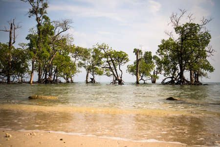 Mangrove trees on the beauty beach. gnarled mangrove trees in sea water against a cloudy blue sky. Exotic tropical island wildlife landscape in the Indian oceanの写真素材