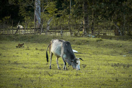 The cow is walking with the birds in the village of Anjuna in North Goa. Indiaの写真素材