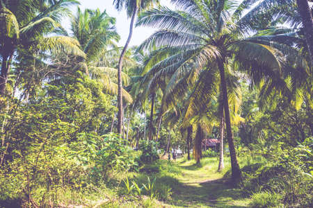 Densely growing trees in a palm grove. Green bushes and palm trees on an exotic island in the background.の写真素材