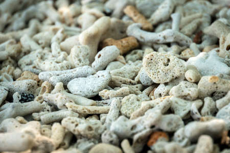 Crashed corals background. Andaman and Nicobar islands, Indiaの写真素材