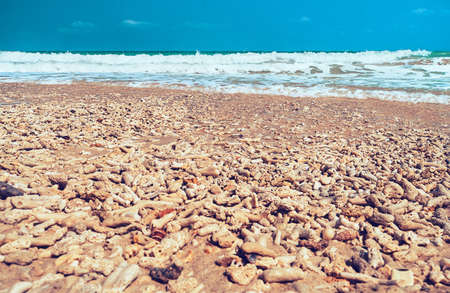 small piece of coral with water of sea on sand beach. Coral beach on the background of the sea landscape with blue sky and turquoise water.の写真素材
