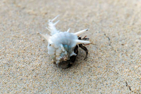 Hermit crab lat. Paguroidea Hermit crab lat. Paguroidea runs on sand, close up