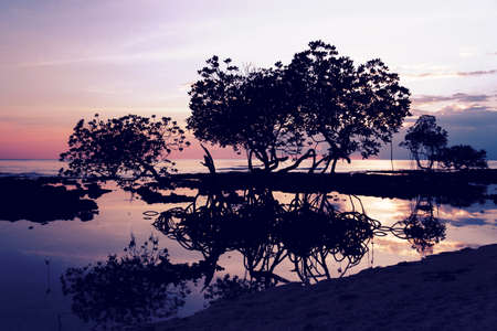 Beautiful landscape surrounded by mangrove trees during blue hour. Silhouette of tree branches...