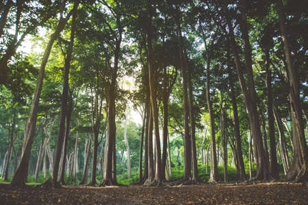 Beautiful summer forest with different trees. Tall trees in sunlight.の写真素材