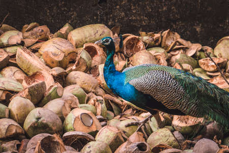 close up body and head of beautiful peacock with stones and green plants on the background. peacock...