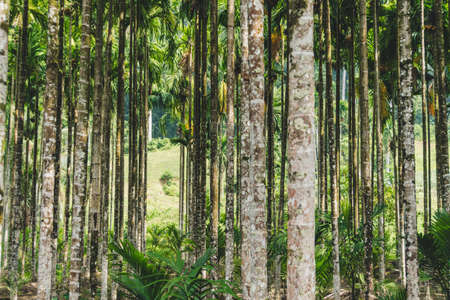 Betel palm in resort in thailand. a grove of palms, betel. background of thin trunks of exotic...