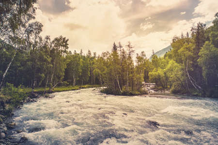 Beautiful river in forest nature. Peaceful toned nature background