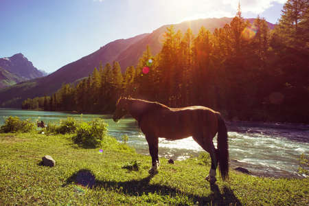 Brown horse in a green field on a background of mountains. a horse in the sunlight. Beautiful Altai landscape. Siberia Russia.の写真素材