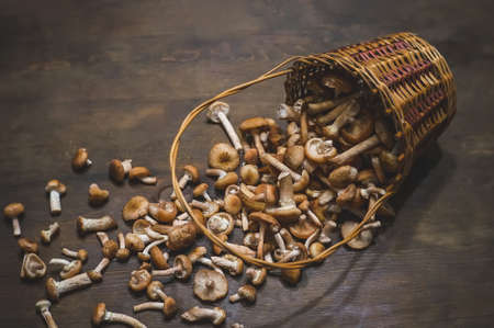 Basket with wild Honey Mushrooms Armillaria mellea. harvest fresh wild mushrooms. Armillaria autumn.の写真素材