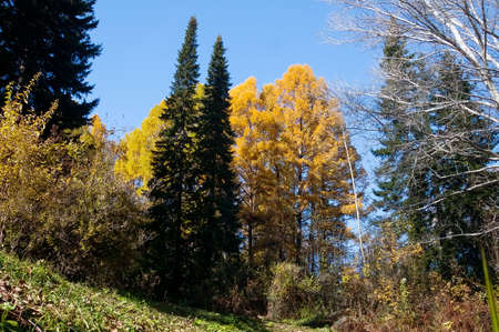 nature reserve, wildlife mixed forest is composed of different kinds of trees, hardwood and conifers, all of them are growing together and forming marvelous view in autumn. on background of blue skyの写真素材