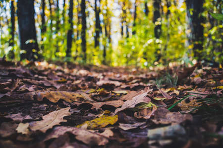 Forest trail in autumn scenery in early October.の写真素材