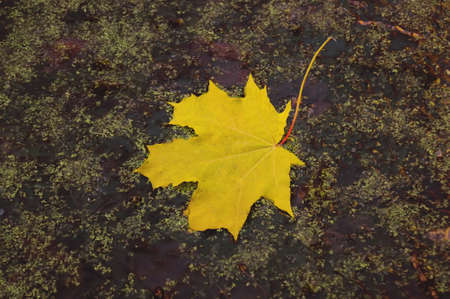 Bright autumn leaves lie in water. Autumn leaves of oak lie in water. autumn maple leaves lie in water. Yellow maple leaf in a swamp.の写真素材