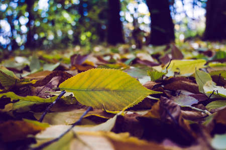 background of autumn leaves autumn leaves in a Park on earth, yellow, green leaves in autumn Park. Yellow leaf closeup with copy spaceの写真素材