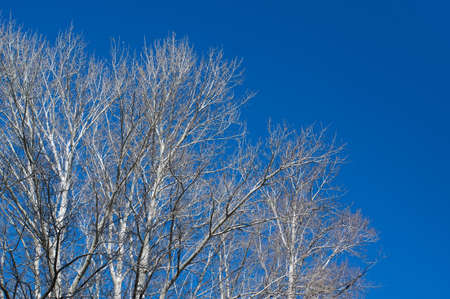 bare branches tree and blue sky. Leafless tree in autumn.の写真素材