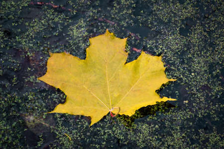 Autumn leaf on the water. Yellow maple leaf in a swamp. Autumn colors. Fall. Yellow maple leaf in a swampの写真素材
