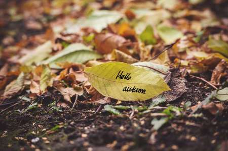 The inscription Hello autumn yellow leaf closeup. Autumn backgroundの写真素材