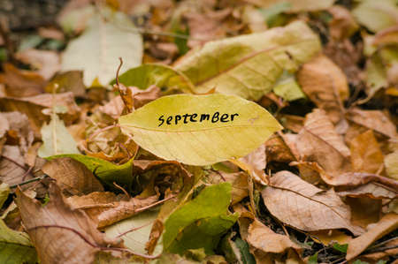 Yellow autumn leaf with the word September in green and yellow leaves fallen from the tree. Dried leaves on the ground. Autumn concept.の写真素材