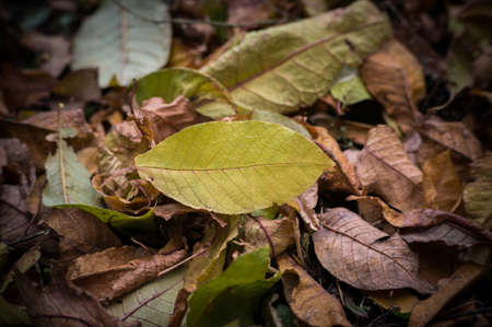 fallen autumn leaves on grass in sunny morning light, toned photoの写真素材