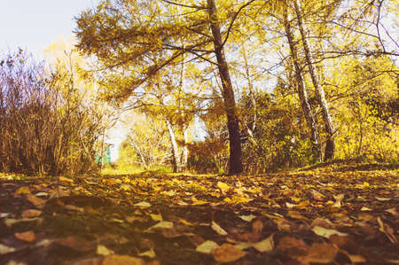 Beautiful romantic alley in a park with colorful trees and sunlight. autumn natural backgroundの写真素材