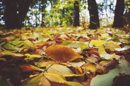 fallen autumn leaves on grass in sunny morning light, toned photo. Yellow leaf closeup with copy spaceの写真素材