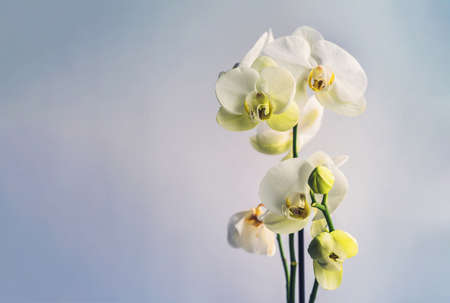 White orchid flowers on a blue background, copy space.の写真素材