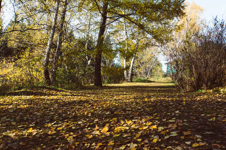 Beautiful autumn park. Autumn trees and leaves. Autumn Landscape. Park in Autumn. beautiful forest landscapeの写真素材