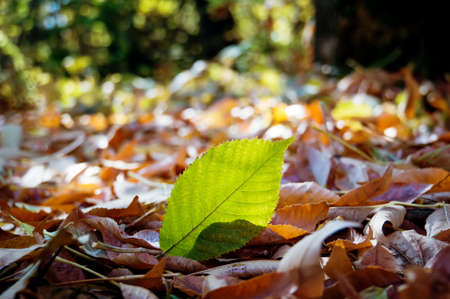 Autumn leaves close-up as background. Pure green leaf on a background of fallen yellow leaves.の写真素材
